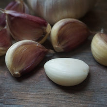 Load image into Gallery viewer, Seed Garlic: Carpathian