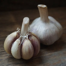 Load image into Gallery viewer, Seed Garlic: German Red