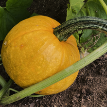 Load image into Gallery viewer, Pumpkin: Baby Pam