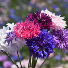 Load image into Gallery viewer, Bachelor's Button: Polka Dot