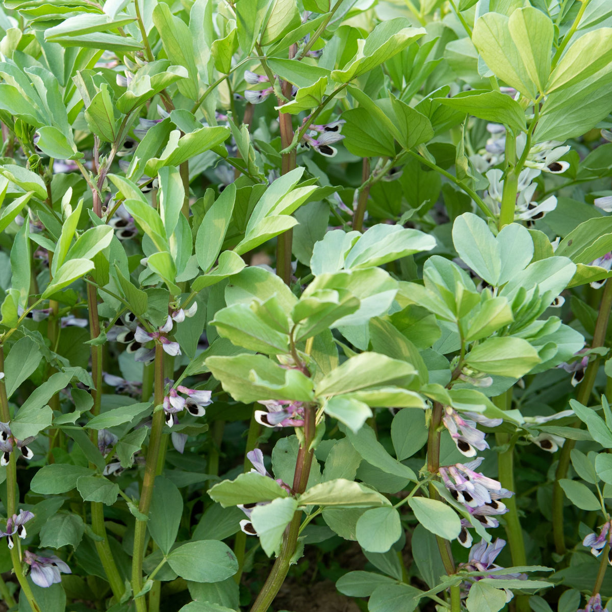 Fava Bean: Windsor