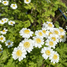 Load image into Gallery viewer, Feverfew: Common
