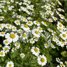 Load image into Gallery viewer, Feverfew: Common