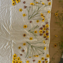 Load image into Gallery viewer, Coreopsis: Plains