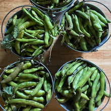 Load image into Gallery viewer, Fava Bean: Windsor