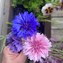 Load image into Gallery viewer, Bachelor's Button: Polka Dot