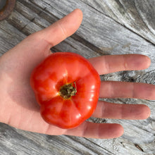 Load image into Gallery viewer, Tomato: Podsnezhnik