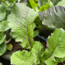 Load image into Gallery viewer, Pak Choi: Vivid