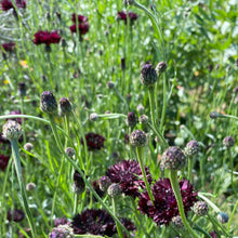 Load image into Gallery viewer, Bachelor's Button: Black Ball