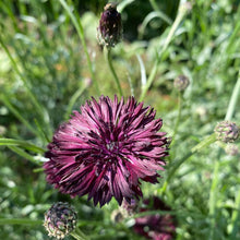 Load image into Gallery viewer, Bachelor's Button: Black Ball