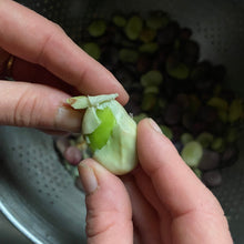 Load image into Gallery viewer, Fava Bean: Windsor
