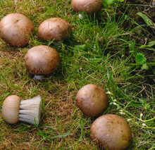Load image into Gallery viewer, Mushroom Brush