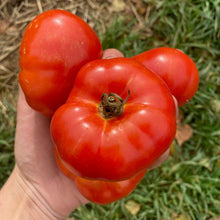 Load image into Gallery viewer, Tomato: Podsnezhnik