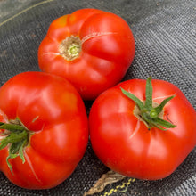 Load image into Gallery viewer, Tomato: Sasha's Altai