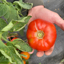 Load image into Gallery viewer, Tomato: Sasha's Altai