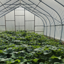 Load image into Gallery viewer, Pumpkin: Baby Pam