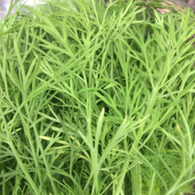 Load image into Gallery viewer, Dill: Bouquet
