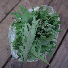 Load image into Gallery viewer, Kale: Red Russian