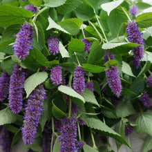 Load image into Gallery viewer, Anise Hyssop: Common