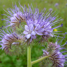 Load image into Gallery viewer, Bee&#39;s Friend: Lacy Phacelia
