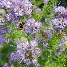 Load image into Gallery viewer, Bee&#39;s Friend: Lacy Phacelia
