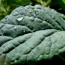 Load image into Gallery viewer, Kale: Tuscan