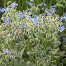 Load image into Gallery viewer, Borage: Common