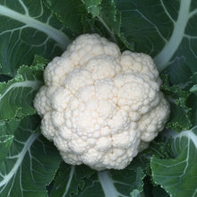 Load image into Gallery viewer, Cauliflower: Early Snowball