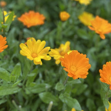 Load image into Gallery viewer, Calendula: Resina