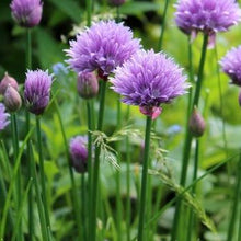 Load image into Gallery viewer, Chive: Common