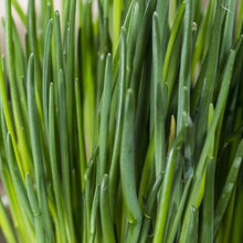 Load image into Gallery viewer, Chive: Common