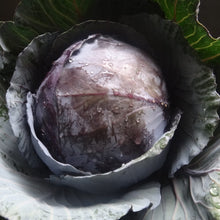 Load image into Gallery viewer, Cabbage: Red Acre