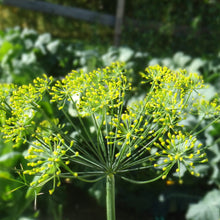 Load image into Gallery viewer, Dill: Bouquet