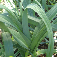 Load image into Gallery viewer, Leek: King Richard