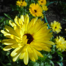Load image into Gallery viewer, Calendula: Pacific Beauty