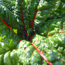Load image into Gallery viewer, Swiss Chard: Rainbow