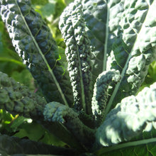 Load image into Gallery viewer, Kale: Tuscan