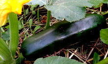 Load image into Gallery viewer, Zucchini: Dark Star