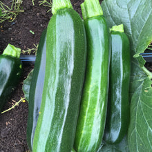 Load image into Gallery viewer, Zucchini: Dark Star