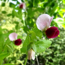 Load image into Gallery viewer, Pea: Dwarf Grey Sugar