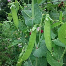 Load image into Gallery viewer, Pea: Dwarf Grey Sugar