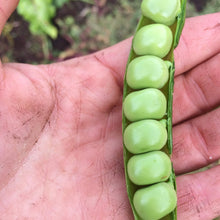 Load image into Gallery viewer, Pea: Early Frosty