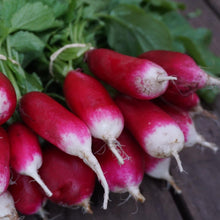 Load image into Gallery viewer, Radish: French Breakfast