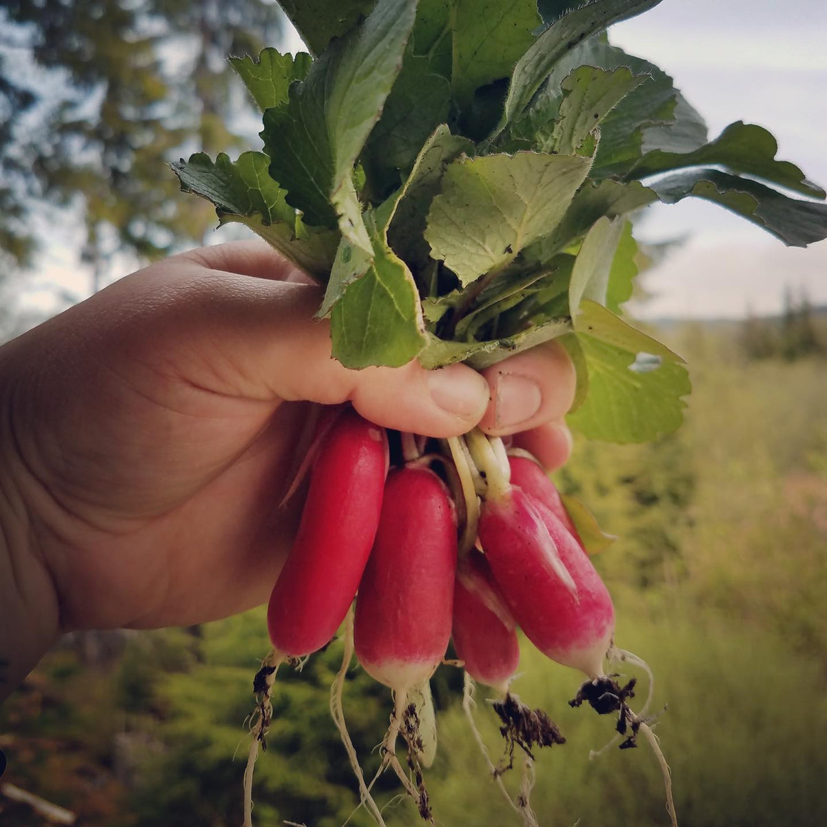 Radish French Breakfast Foundroot