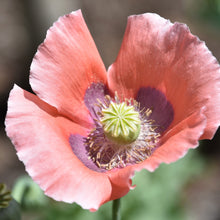 Load image into Gallery viewer, Poppy: Garden Breadseed