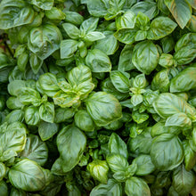 Load image into Gallery viewer, Basil: Genovese