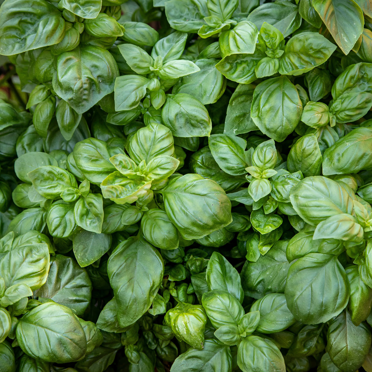 Basil Genovese Foundroot