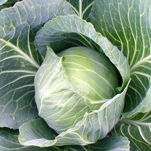 Cabbage: Golden Acre
