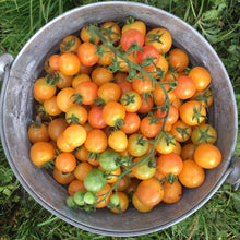 Load image into Gallery viewer, Tomato: Honeydrop