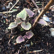 Load image into Gallery viewer, Anise Hyssop: Common